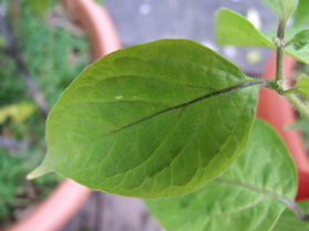 [Rocoto Peru Cusco Rot]