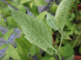 [Rocoto Peru Cusco Rot]