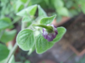 [Rocoto Peru Cusco Rot]