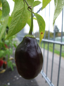 [Rocoto Peru Cusco Rot]