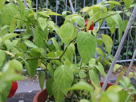 [Rocoto Peru Cusco Rot]