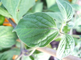 [Rocoto Rio Huallaga]
