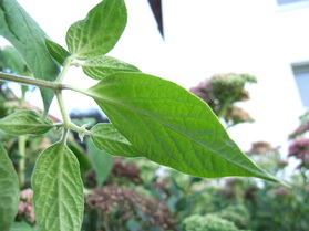 [Rocoto Rio Huallaga]