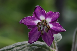 [Rocoto Rio Huallaga]