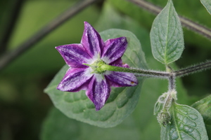 [Rocoto Rio Huallaga]