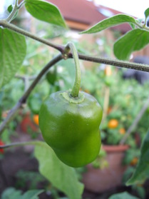 [Rocoto Rio Huallaga]