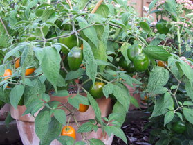 [Rocoto Rio Huallaga]