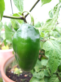 [Rocoto Wurzelförmig]
