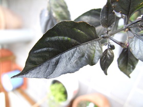 [Schwarzer Zierpaprika]