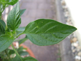 [Serrano 3 Ernten]