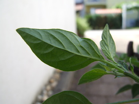[Serrano 3 Ernten]