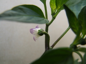 [Serrano 3 Ernten]