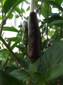 [Serrano 3 Ernten]