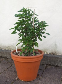 [Serrano 3 Ernten]