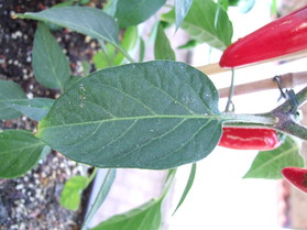 [Serrano Del Sol]