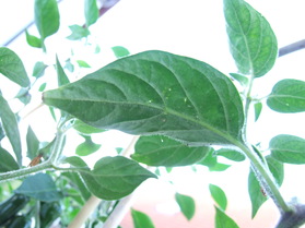 [Serrano Del Sol]