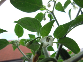 [Serrano Del Sol]