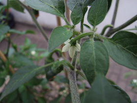 [Serrano Del Sol]