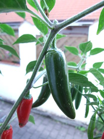 [Serrano Del Sol]