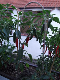 [Serrano Del Sol]