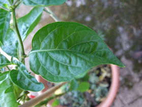 [Sevenpot Jonah]