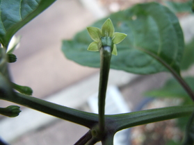 [Sevenpot]