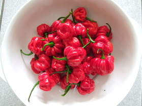 [Sevenpot]