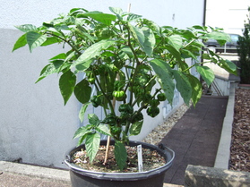[Sevenpot]