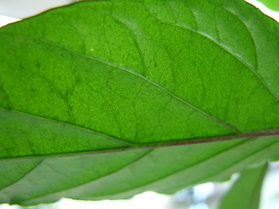 [Sibirischer Hauspaprika]