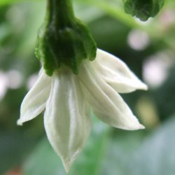 [Squash Gelb]