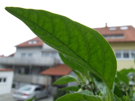 [Squash Gelb]