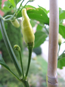 [Tabasco]