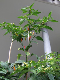 [Tabasco]