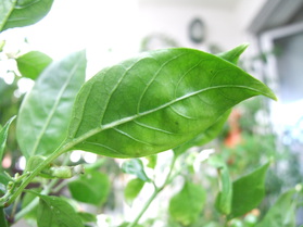 [Tepin Big Harvest]