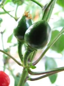 [Tepin Big Harvest]
