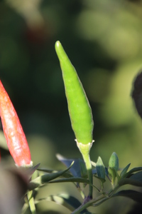 [Thai Hot]