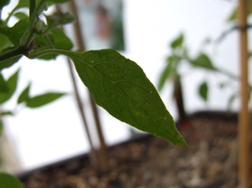 [Thai Orange 2]