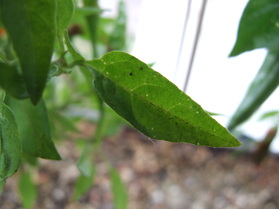 [Thai Orange 2]