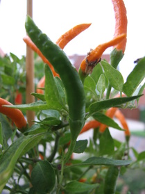[Thai Orange 2]