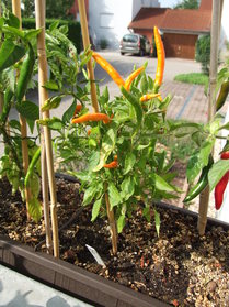 [Thai Orange 2]