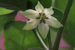 [Thai White Hot]