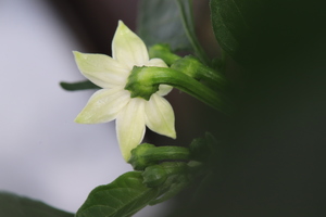 [Thai White Hot]