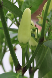 [Thai White Hot]