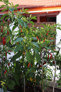 [Thai White Hot]