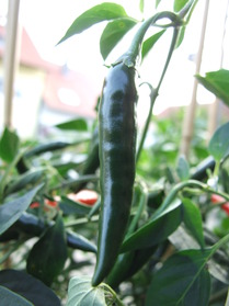 [Thai]