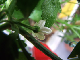 [Tinkerbell]