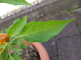 [Tondo Calabrese Gelb]