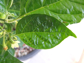 [Trinidad Perfume]