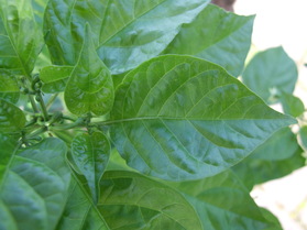 [Trinidad Scorpion]