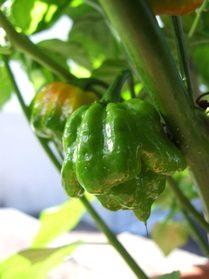 [Trinidad Scorpion]
